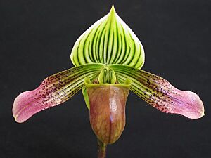 Paphiopedilum urbanianum