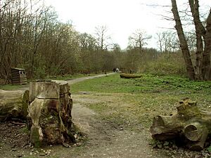 Part of Norsey Wood - geograph.org.uk - 756213