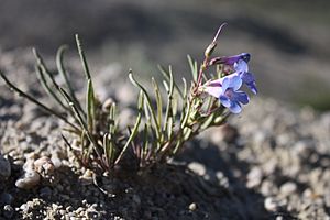 Penstemon penlandii.jpg