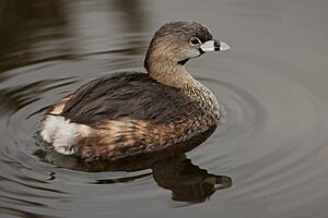 Pied-billed Grebe 0561