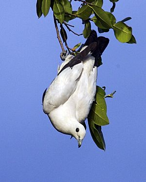 Pied Imperial Pigeon, Ducula bicolor bicolor