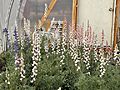 Pink, White, and Blue Big Bend bluebonnets in a greenhouse