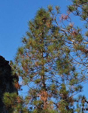 Pinus attenuata1 Shultzc.jpg