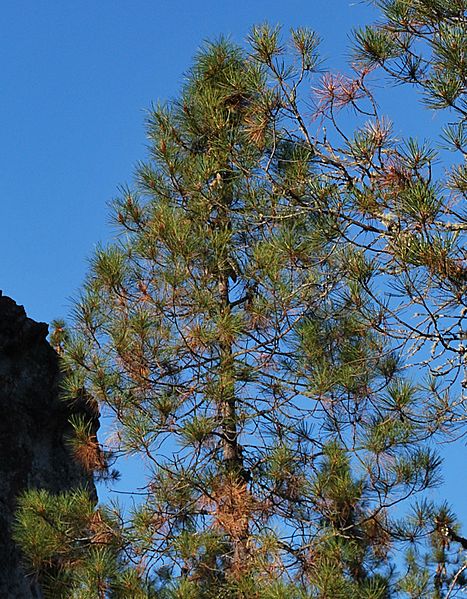 Pinus attenuata1 Shultzc