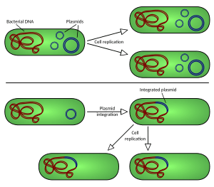 Plasmid replication (english)