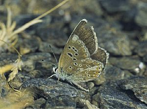 Polyommatus golgus - Nature Conservation-001-073-g025.jpg