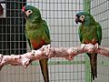 Primolius maracana -two captive-8a