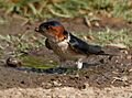 Red-rumped Swallow (Hirundo daurica) collecting mud for nest W IMG 7967