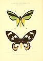 RhopaloceraExoticaOrnithopteraMeridionalis