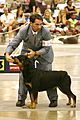 Rottweiler Conformation Showing
