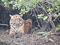 Royal Bengal Tiger in Sundarbans National Park