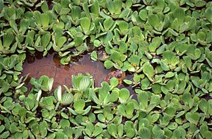 Savanna Side-necked Turtle (Podocnemis vogli) among Water Lettuces (Pistia stratotes) (34611306563).jpg
