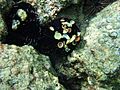 Sea urchin uses shels for camouflage