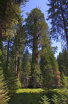 Sequoia 100 Giants (5631739299)