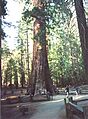 Sequoiadendron1