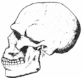 Skhül skull-5