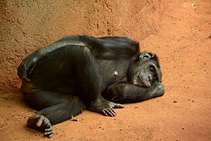 Sleeping chimpanzee (9165242880)