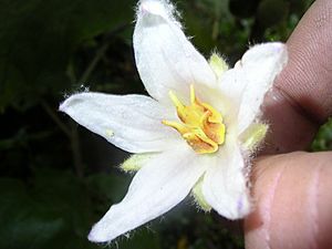 Solanum quitoense flower 5