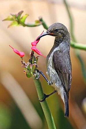Souimanga sunbird (Cinnyris sovimanga apolis) female.jpg