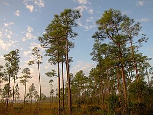 South Florida rocklands on Everglades National Park Long Pine Key Nature Trail.jpg