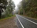 Springbrook Road at Springbrook, Queensland