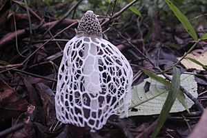 Stinkhorn mushroom mount cameroon national park