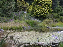 Strybing Arboretum pond