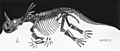 Styracosaurus skeleton