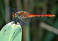 Sympetrum sanguineum - side (aka)