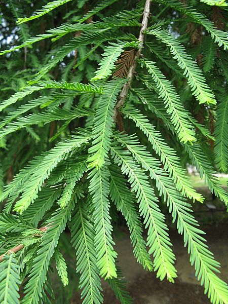 Taxodium mucronatum1