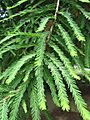 Taxodium mucronatum1