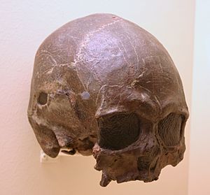 Tepexpan 1.Homo Sapiens 4,700 Years Old
