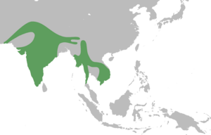 Tephrodornis pondicerianus map.svg