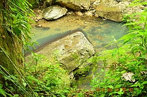 The La Mina river and trail in El Yunque