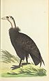 The Naturalist's Miscellany Vol 9 Pl 301 California condor
