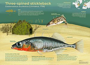 Three-spined stickleback