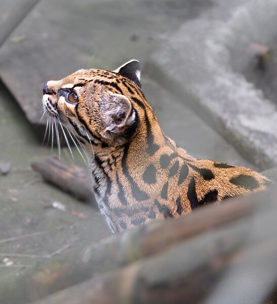 Tilcayo tiger cat (side profile)