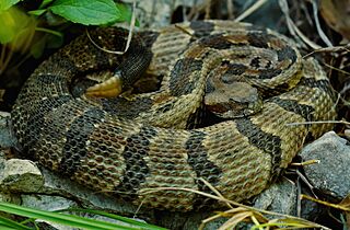 Timber rattlesnake Facts for Kids