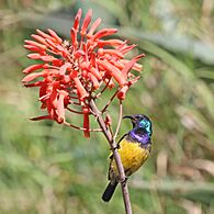 Variable sunbird (Cinnyris venustus falkensteini) male