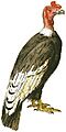 Vintage Vulture Drawing white background