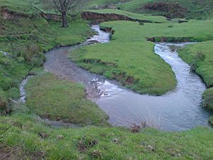 Waikato Waitomo Area Stream