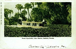 Water hyacinths on Lake Monroe Florida 1903