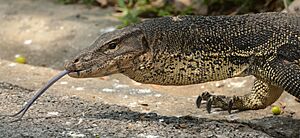 Water monitor showing split tongue 
