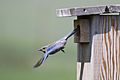 Western Bluebird leaving nest box