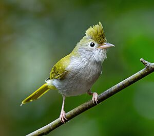 White-bellied Erpornis 0A2A6529 (cropped).jpg