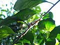 White-throated Gerygone Nesting 3