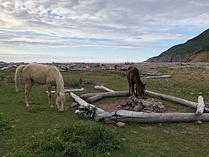Wild Horses, Pollett's Cove, Nova Scotia