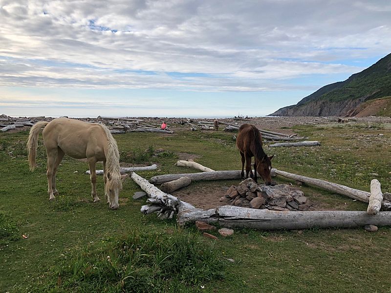 Wild Horses, Pollett's Cove, Nova Scotia