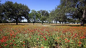 Wildflowers LBJ State Park Texas 2023