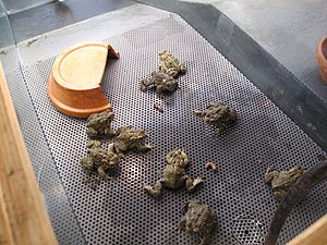 Wyoming Toads Eating Worms (5348162354)